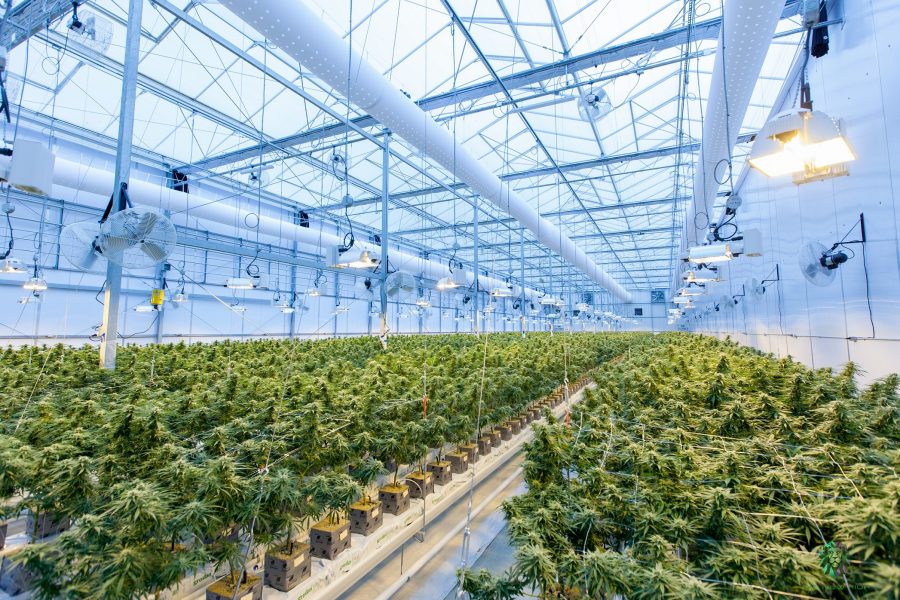 The inside of a large, indoor commercial marijuana growing facility with a glass roof, irrigation system and rows of plants.