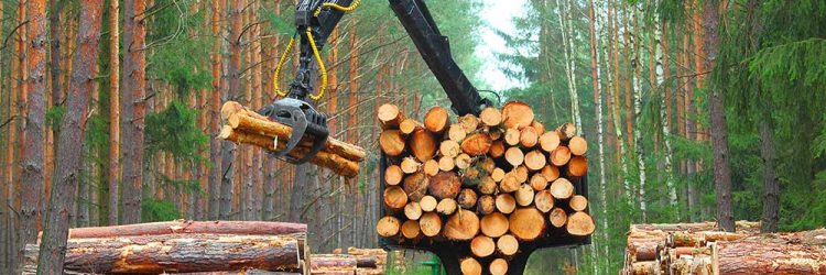 Trends and Transitions in Forestry and Lumber-Related Markets