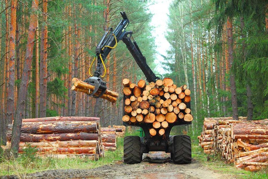 Trends and Transitions in Forestry and Lumber-Related Markets