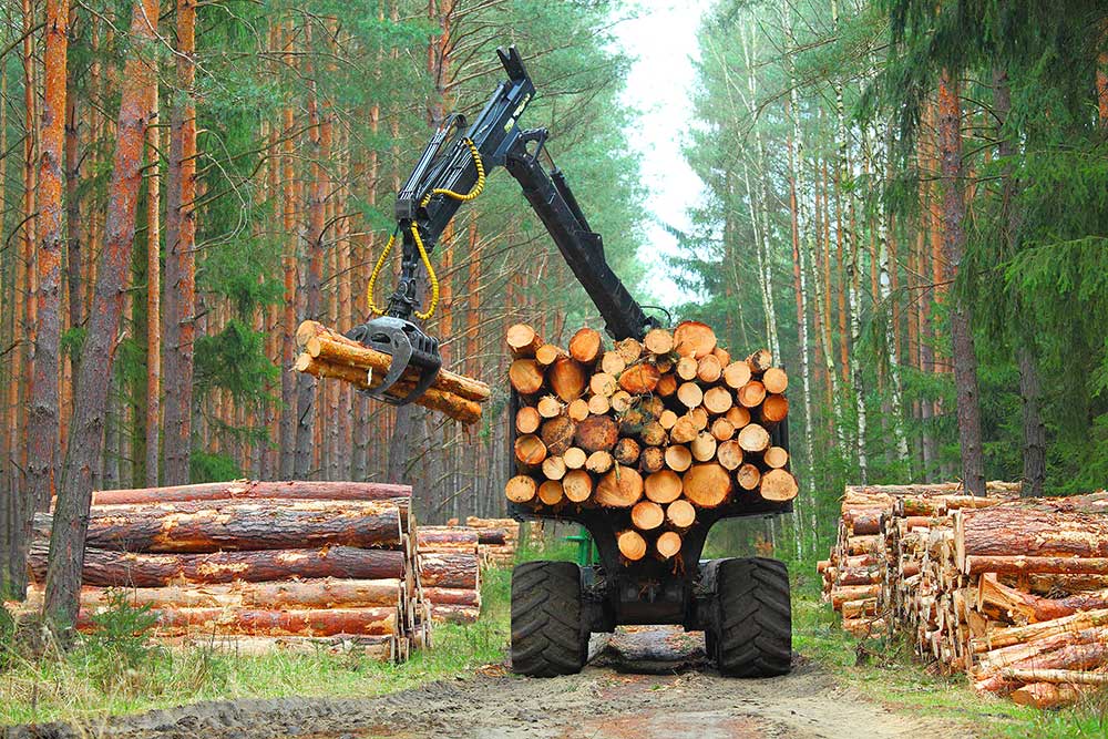 Trends and Transitions in the Forestry and Lumber Related Markets