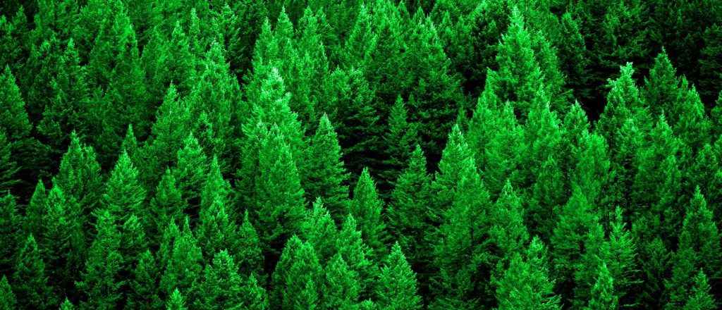 A forest of healthy, green coniferous trees